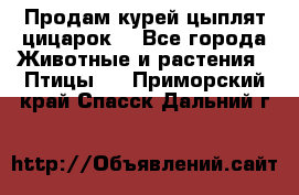 Продам курей цыплят,цицарок. - Все города Животные и растения » Птицы   . Приморский край,Спасск-Дальний г.